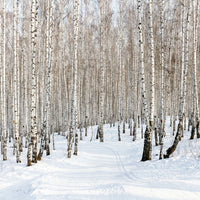 4-piece-acrylic-print-birch-forest-tracks-in-snow