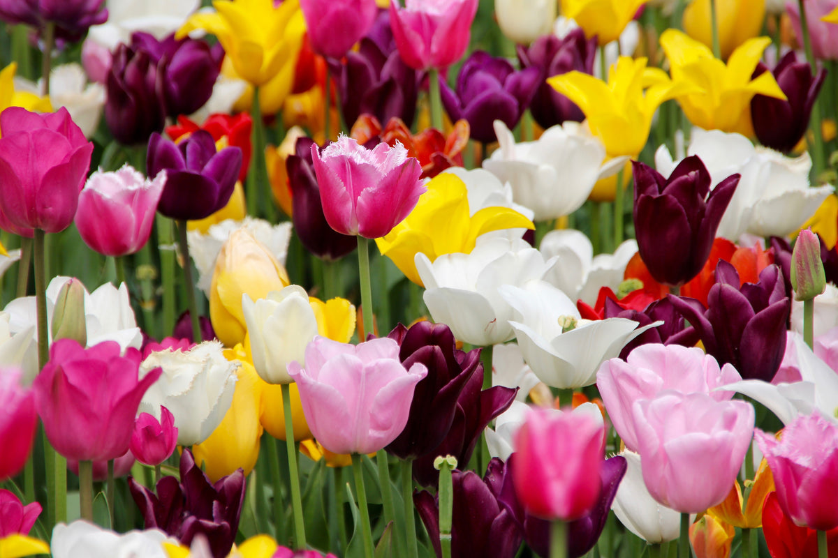 framedposter-print-colorful-tulip-field