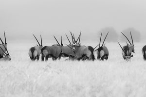 framedcanvas-print-oryx-in-the-rain-x