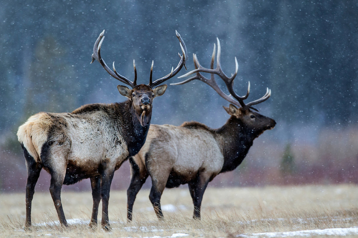 framedposter-print-first-snow-xvd