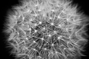 3-piece-acrylic-print-dandelion-in-xxl