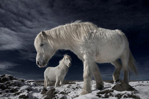 poster-print-partners-x