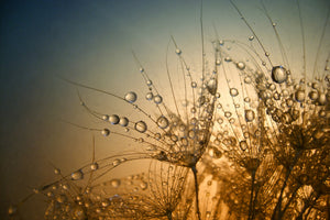 canvas-print-tender-is-the-night-x