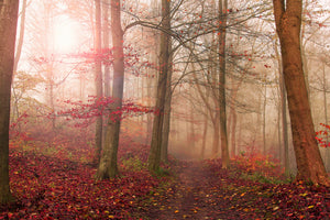framedposter-print-forest-scene-x