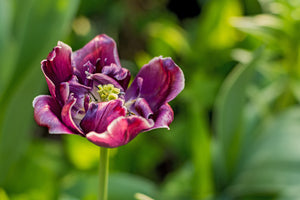 3-piece-canvas-print-dark-tulip-in-nature