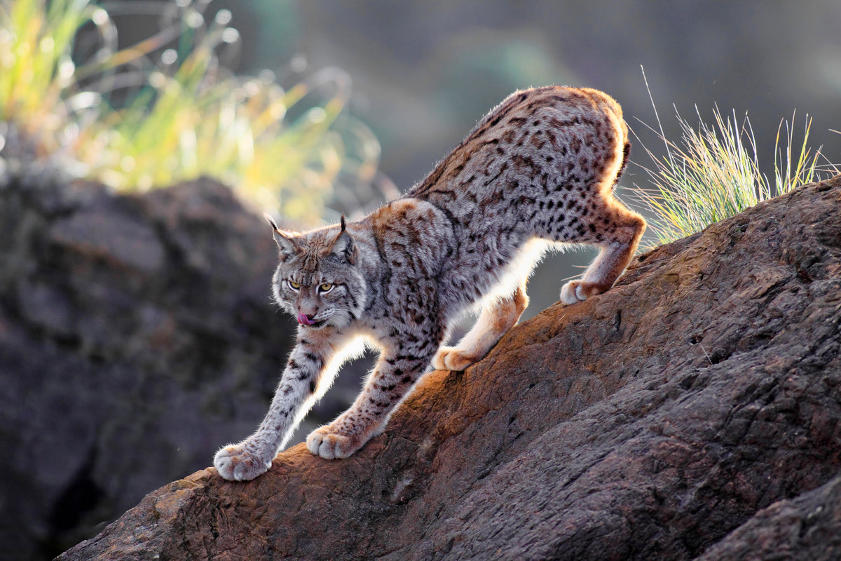 poster-print-lynx-at-sunset-x