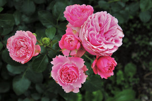 poster-print-the-wild-roses-in-pink