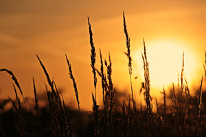 canvas-print-sunrise-on-the-field