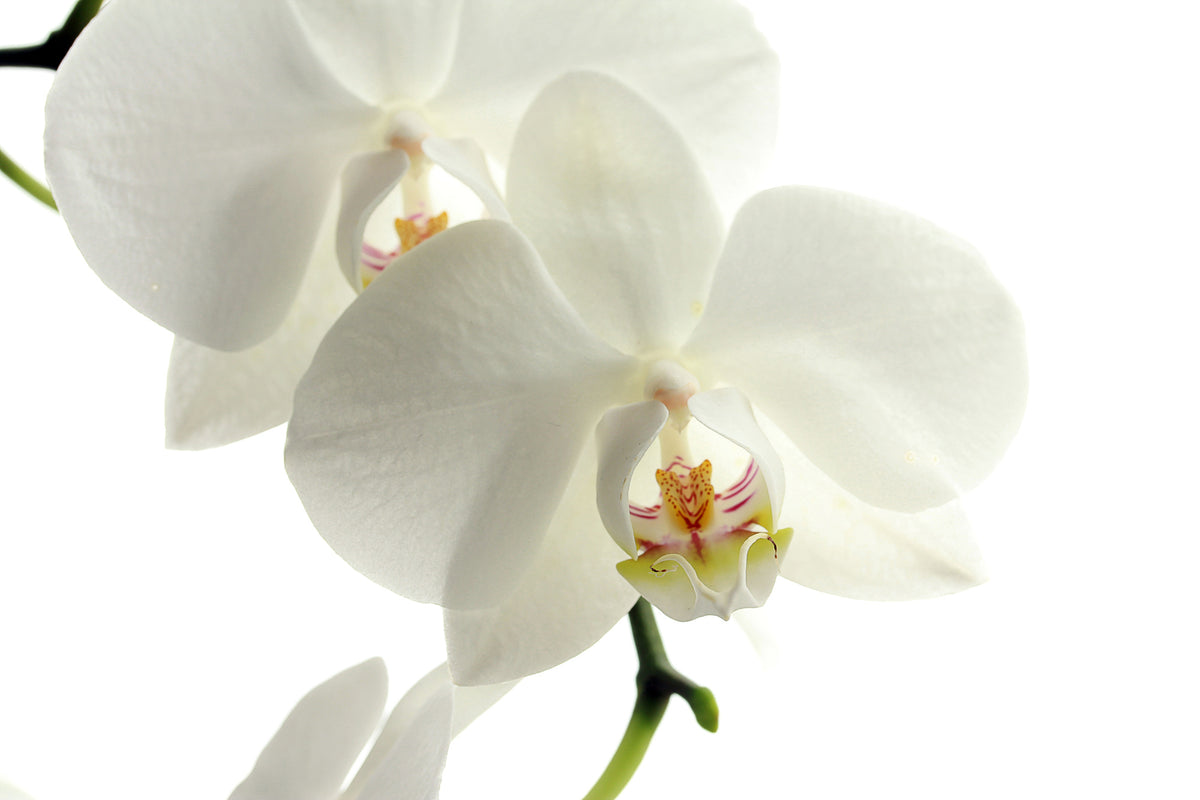 canvas-print-orchids-bloom