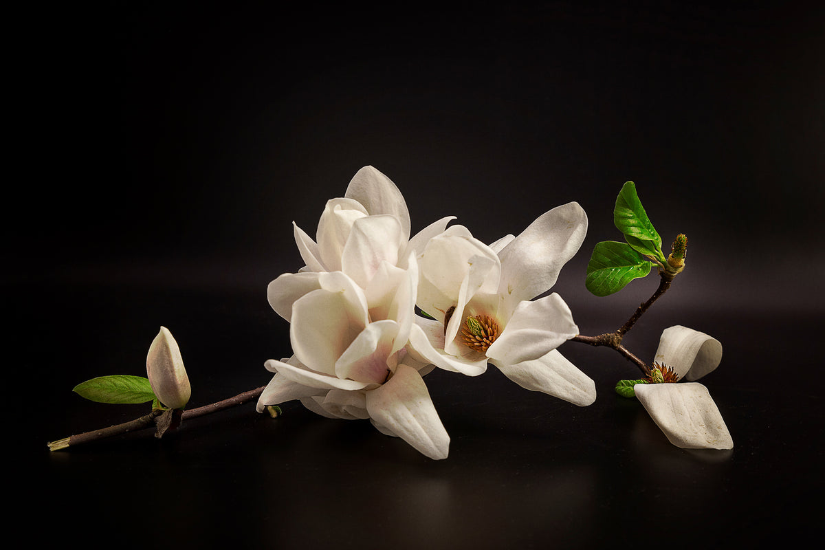 canvas-print-magnolia