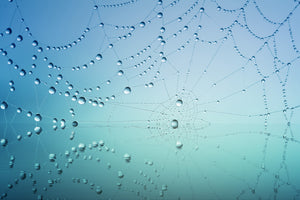 3-piece-aluminium-print-cobweb-in-morning-dew