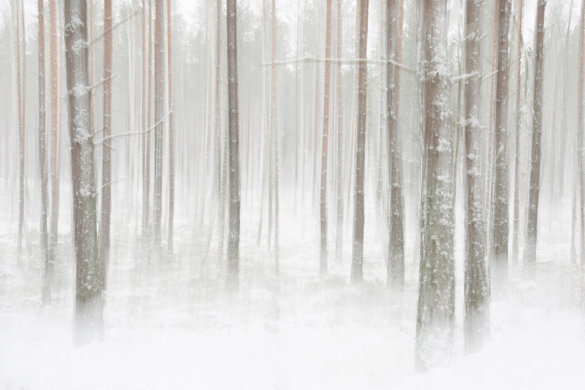 acrylic-print-winterforest-in-sweden-x