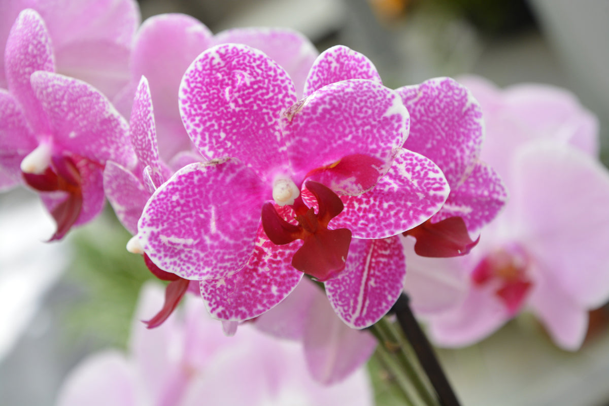 acrylic-print-purple-orchids-in-bloom