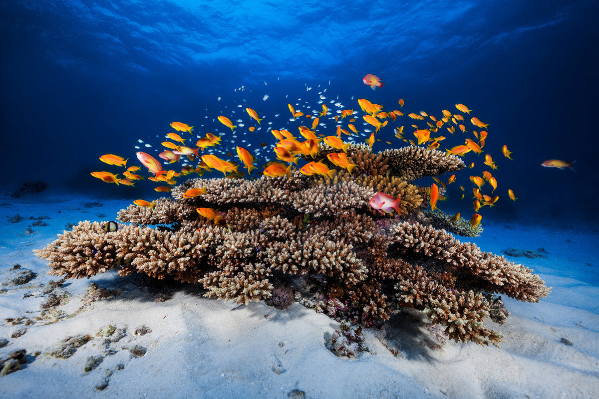 aluminium-print-marine-life