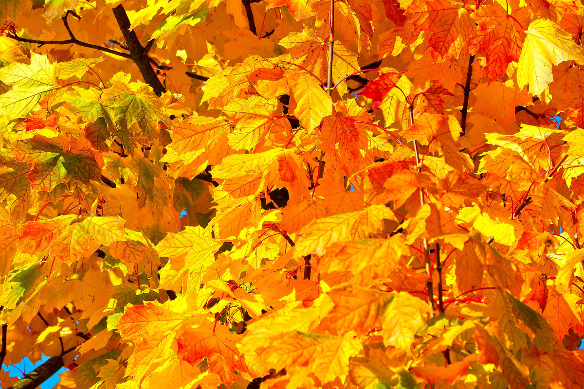 3-piece-canvas-print-autumn-leaves-ii