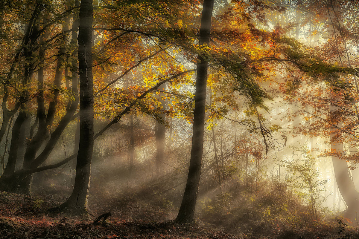framedcanvas-print-the-lights-of-the-forest-x