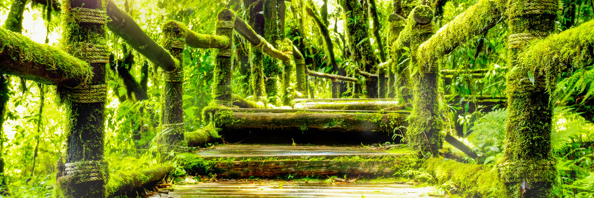 panoramic-acrylic-print-moss-panorama
