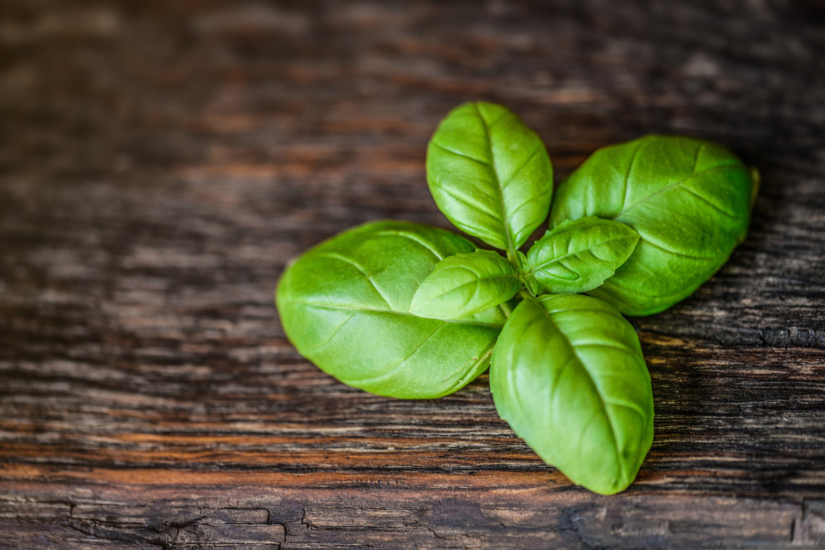 canvas-print-basil-leaf-in-xxl