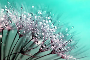 aluminium-print-macro-dandelion-p