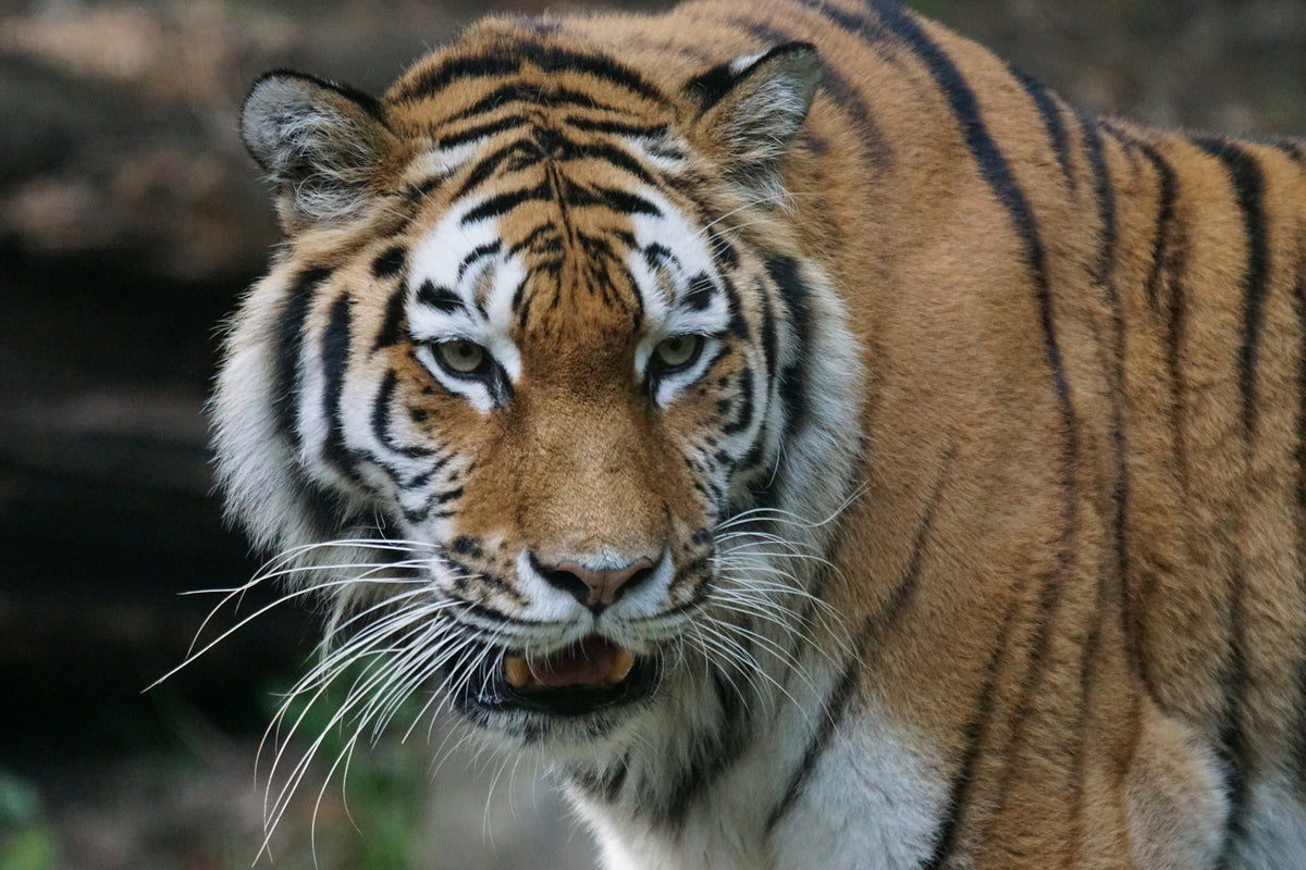 3-piece-acrylic-print-xl-tiger