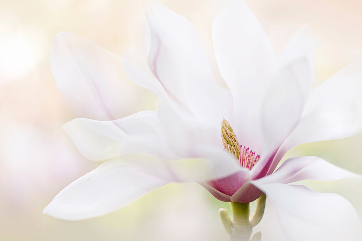 framedposter-print-purity-x