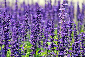3-piece-acrylic-print-xl-lavender