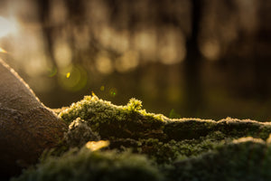 3-piece-canvas-print-the-moss