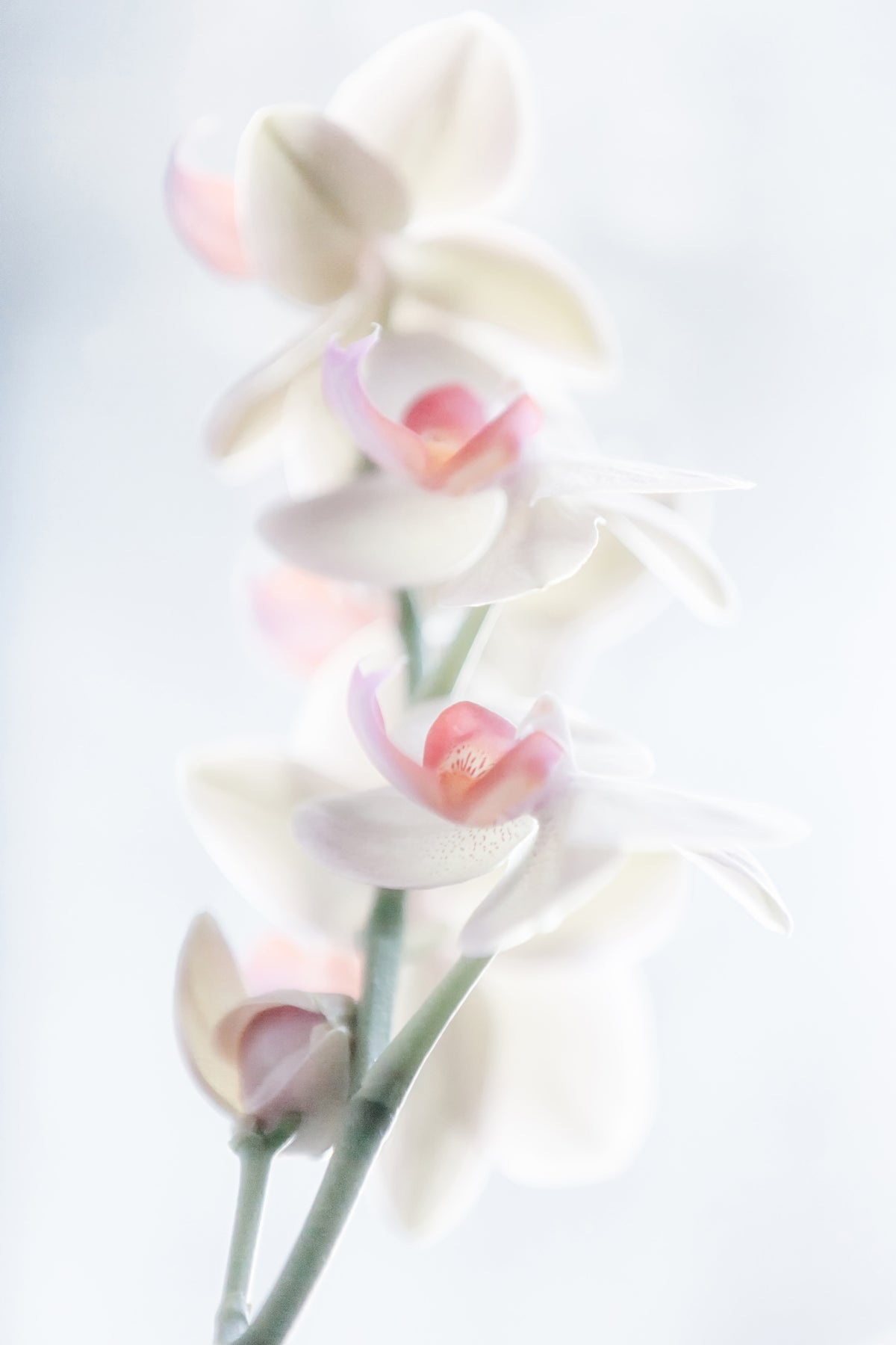 framedposter-print-pale-beauty