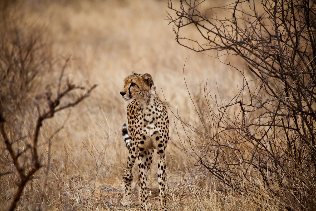 poster-print-elegant-cheetah
