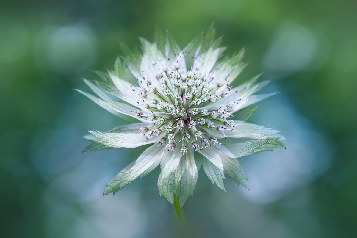 poster-print-astrantia-x