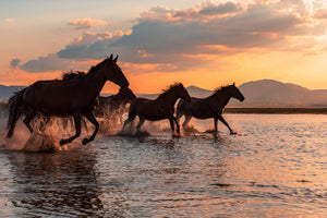 framedcanvas-print-water-horses-x