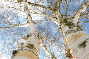 framedposter-print-the-2-birches