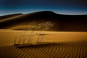 acrylic-print-seedasand-x