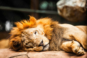 3-piece-acrylic-print-relaxed-lion