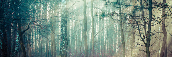 panoramic-acrylic-print-pinewood-panorama