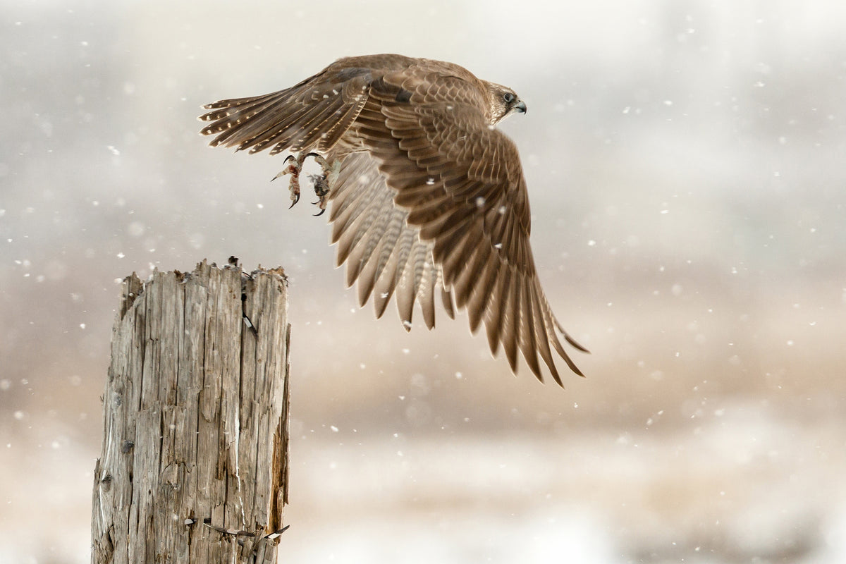 framedposter-print-flight-against-the-snowstorm