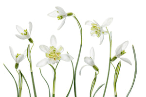 3-piece-aluminium-print-spring-snowdrops