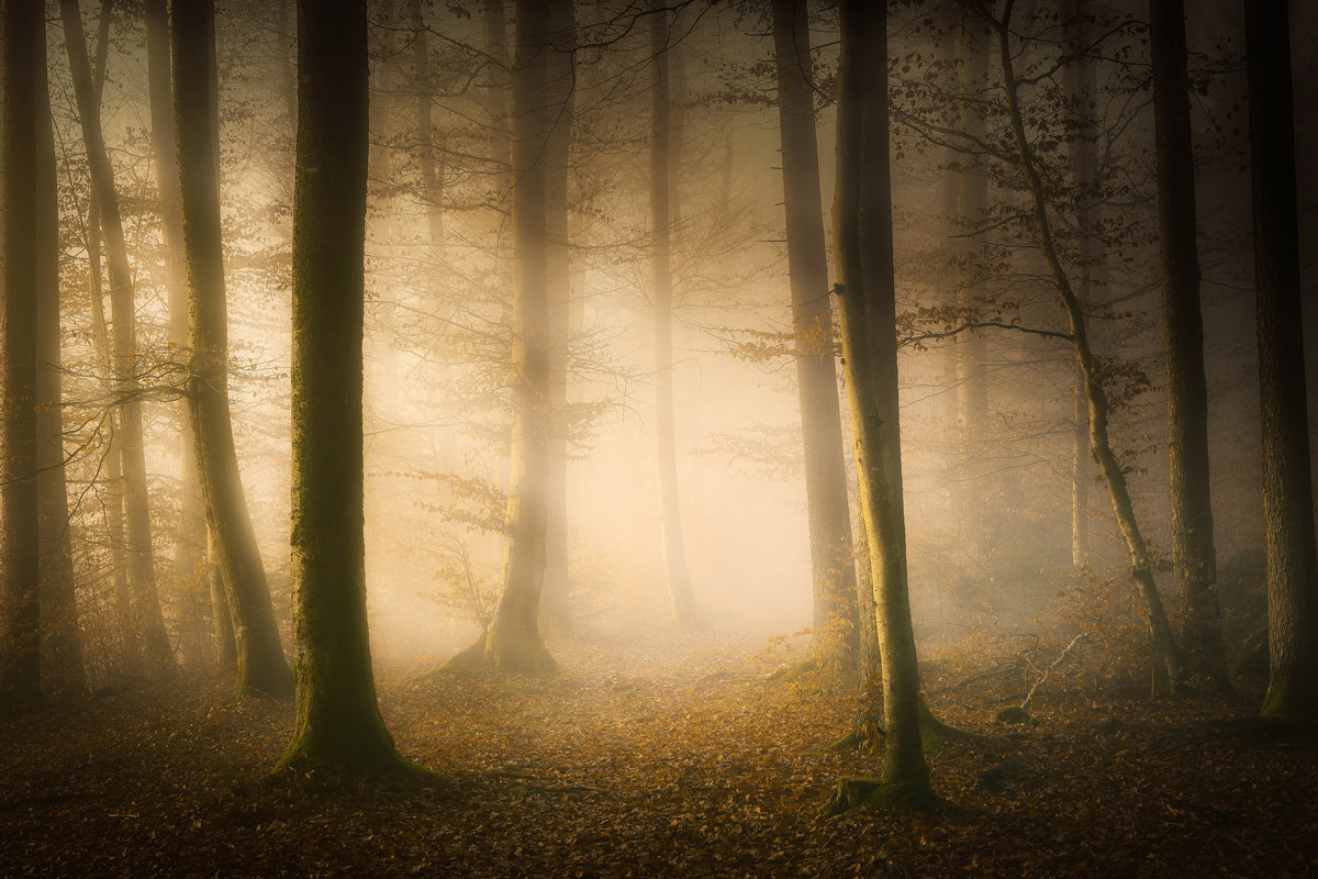 acrylic-print-november-whispers-x