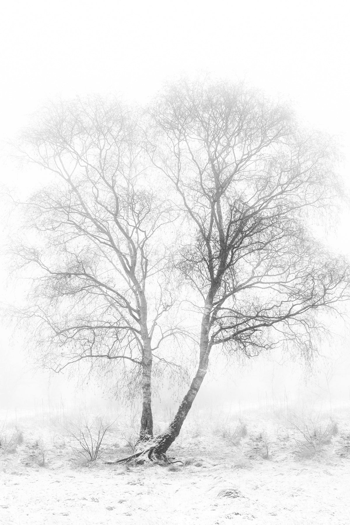 acrylic-print-early-in-the-morning