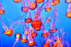 3-piece-canvas-print-colorful-jellyfish
