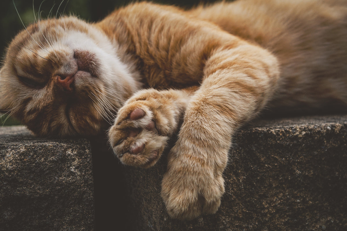acrylic-print-sleeping-cat