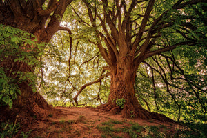 aluminium-print-in-the-dense-forest