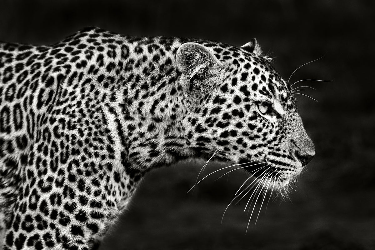 framedposter-print-leopard-close-up-x