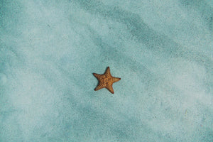 acrylic-print-the-little-starfish