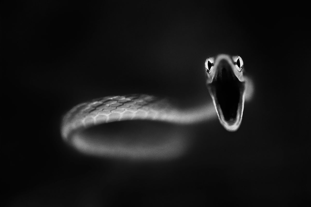 3-piece-aluminium-print-vine-snake-strike