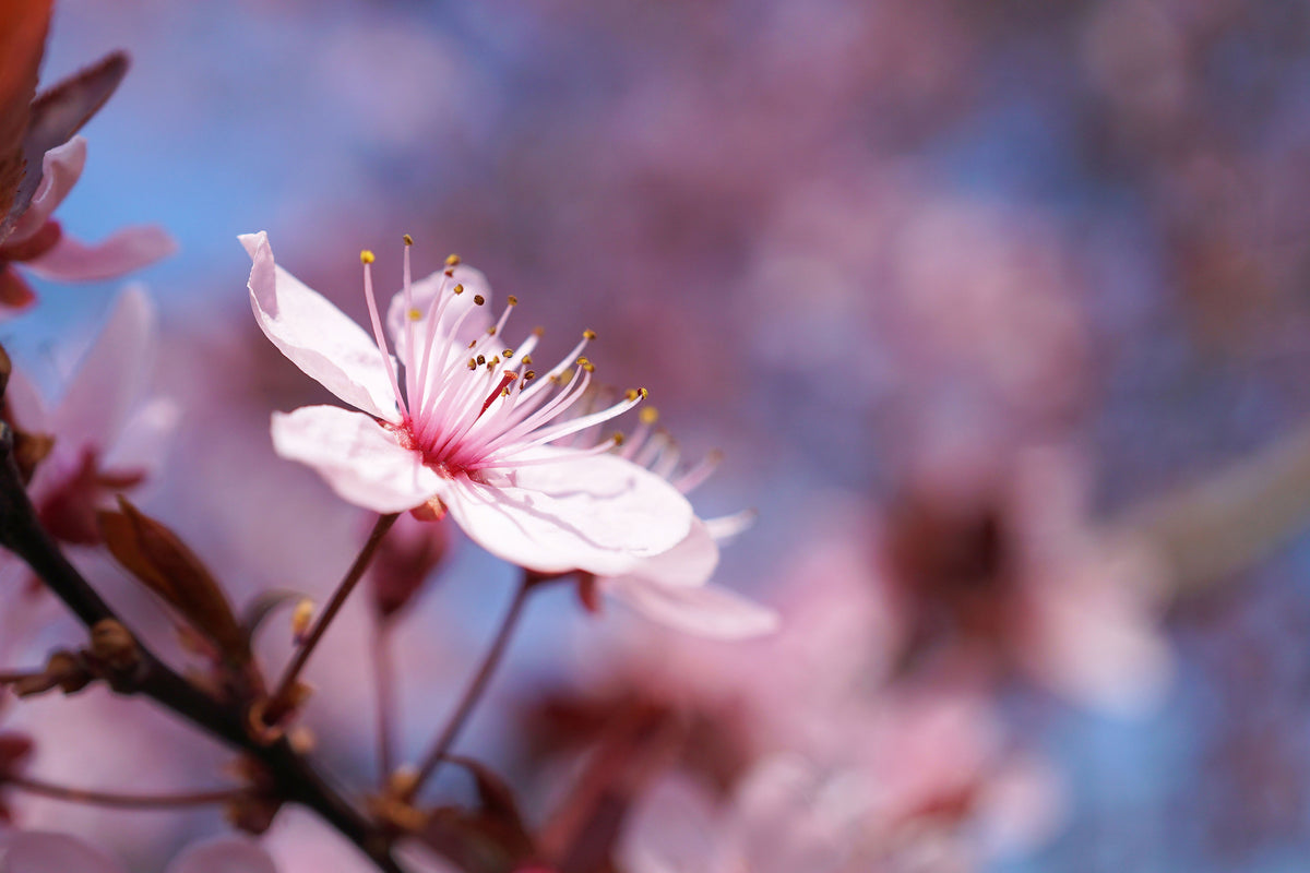 framedcanvas-print-close-up-cherry-blossom