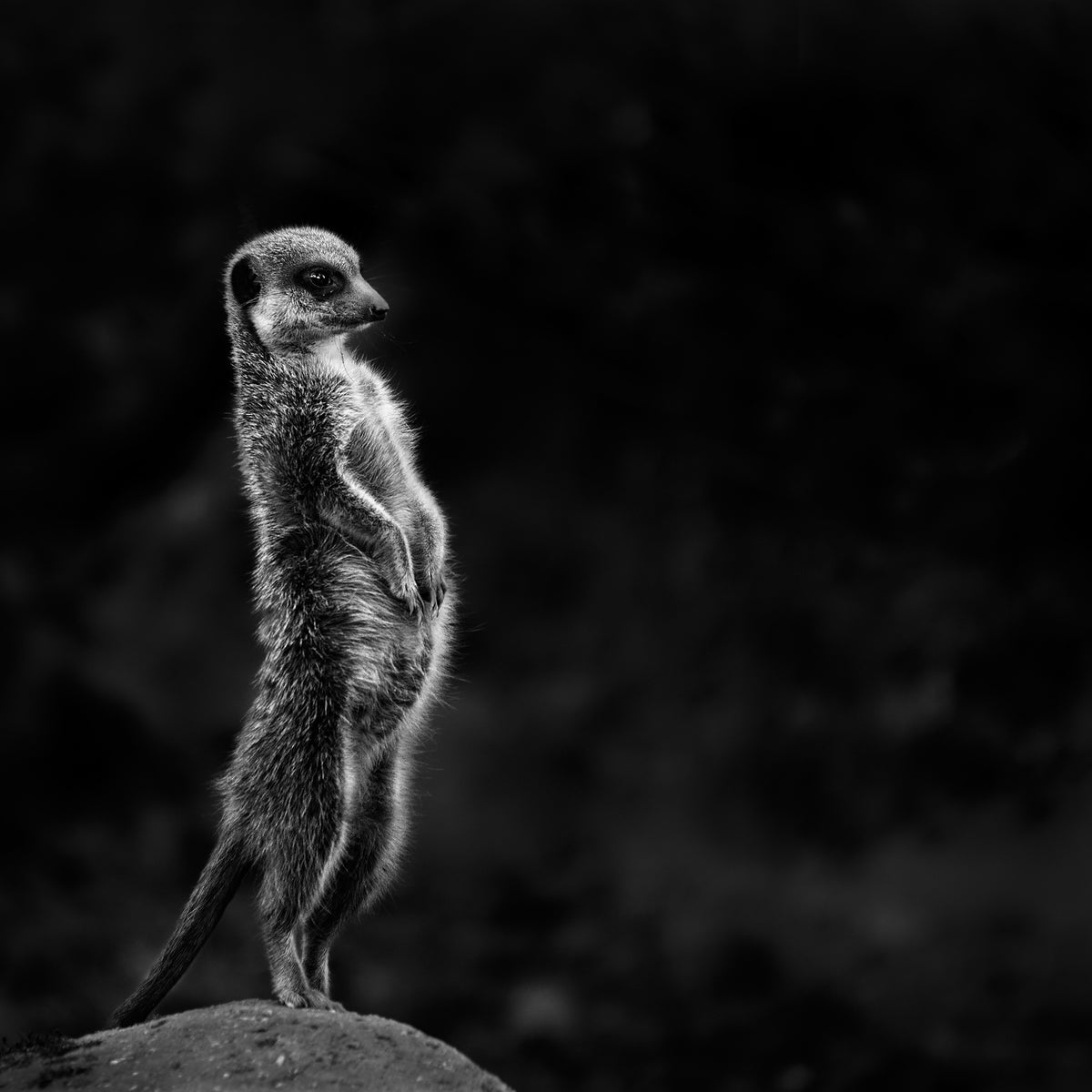 4-piece-acrylic-print-the-meerkat