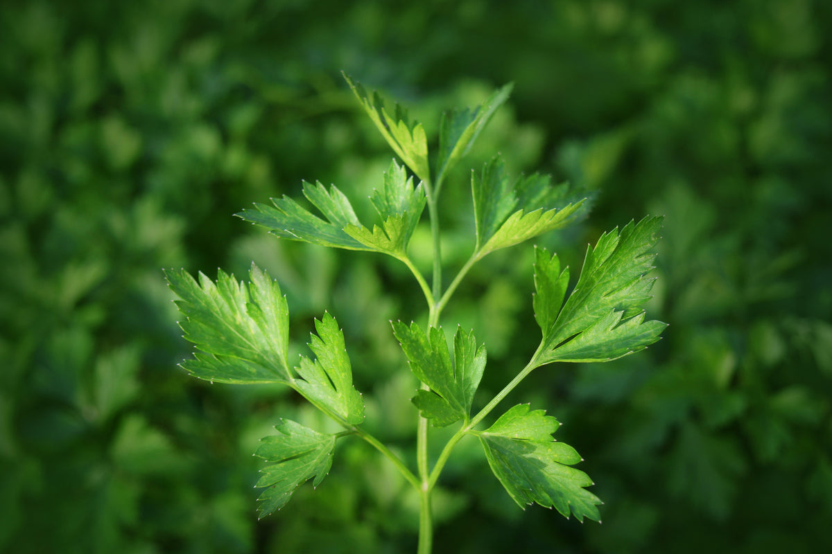 3-piece-canvas-print-fresh-parsley