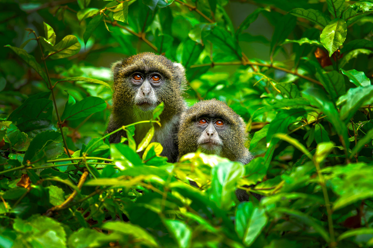 acrylic-print-blue-monkey-x