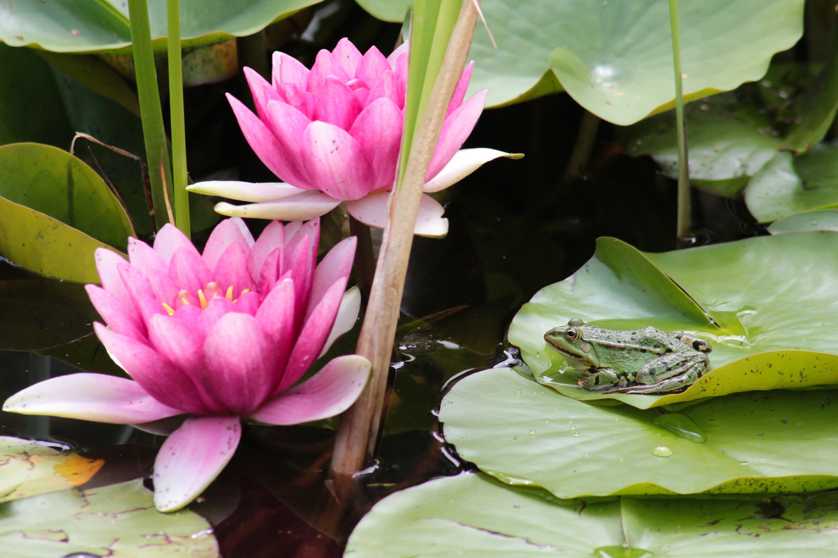 3-piece-acrylic-print-the-frog-in-the-protection-of-water-lilies